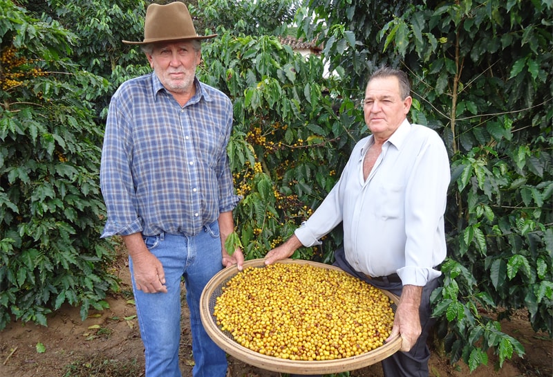 Colheita seletiva de um lote de Catuaí amarelo.