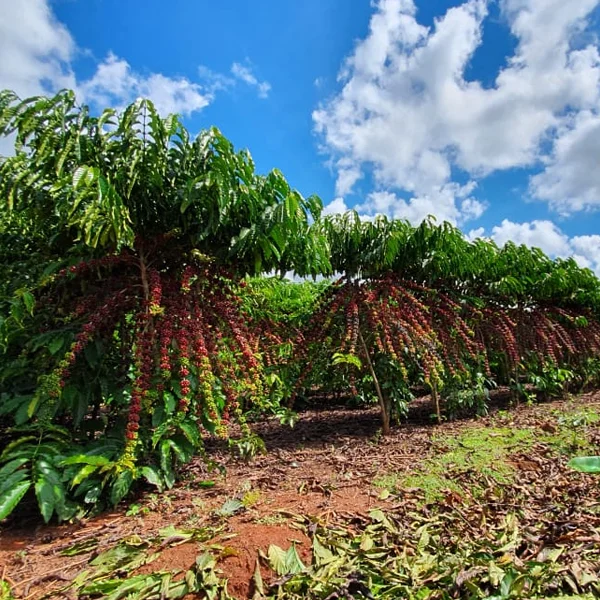 Arábica ou Canéfora? Os Robustas Amazônicos Arábica ou Canéfora - Os Robustas de Rondônia